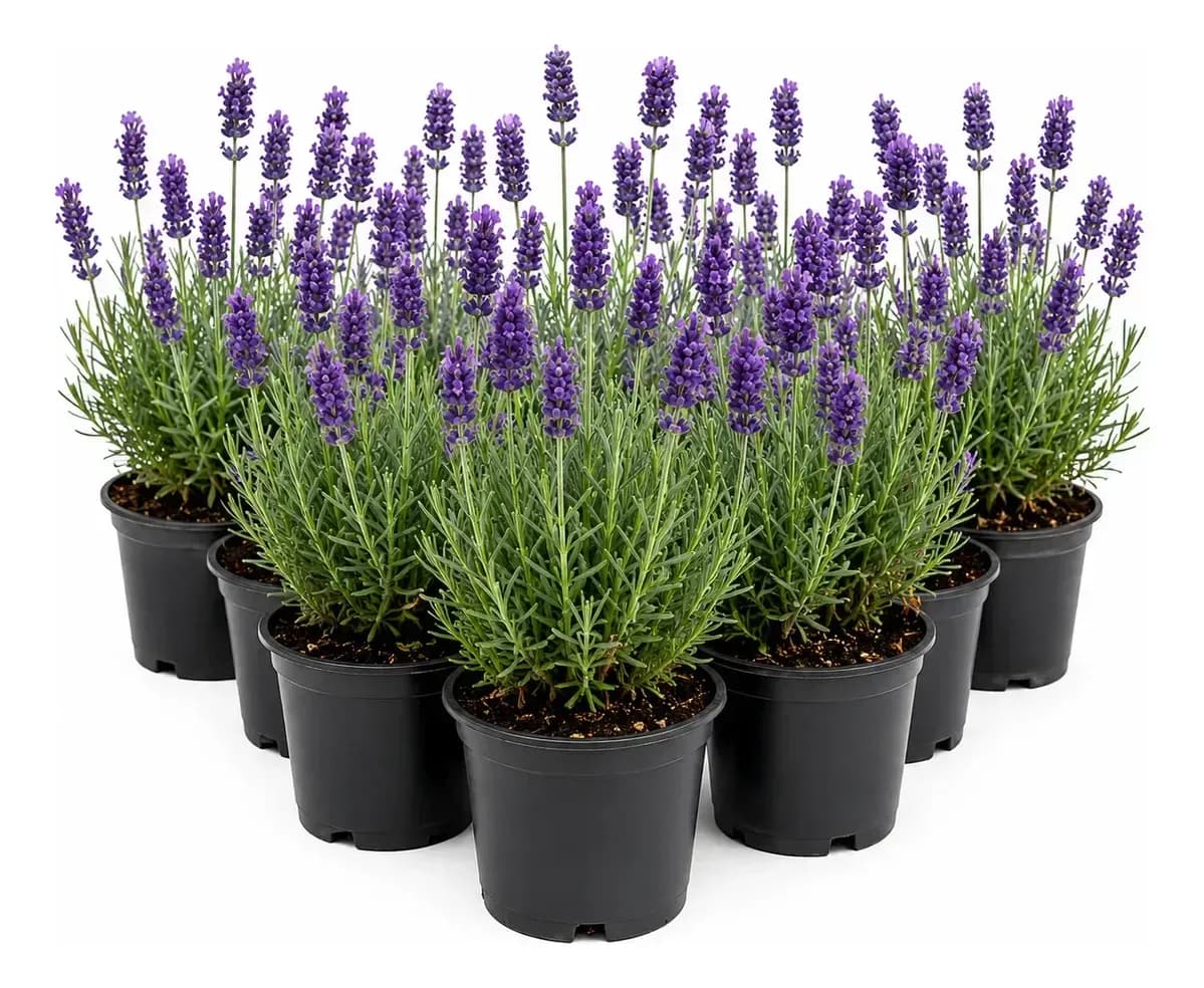 10-mudas-de-lavanda-verdadeira