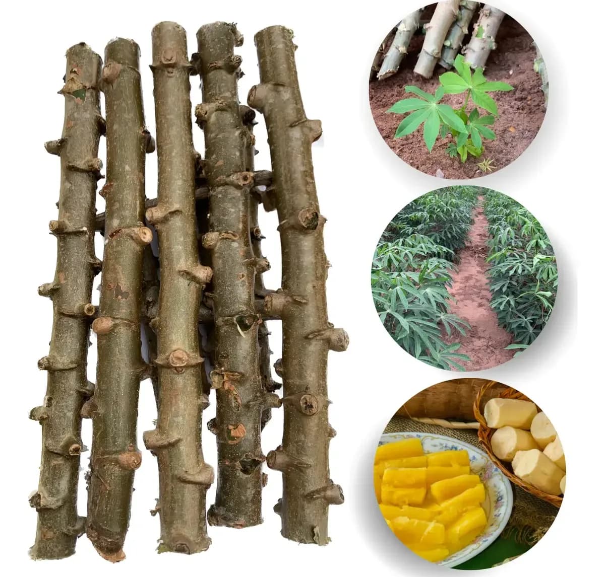 60 Ramas De Mandioca Cacau Manteiga