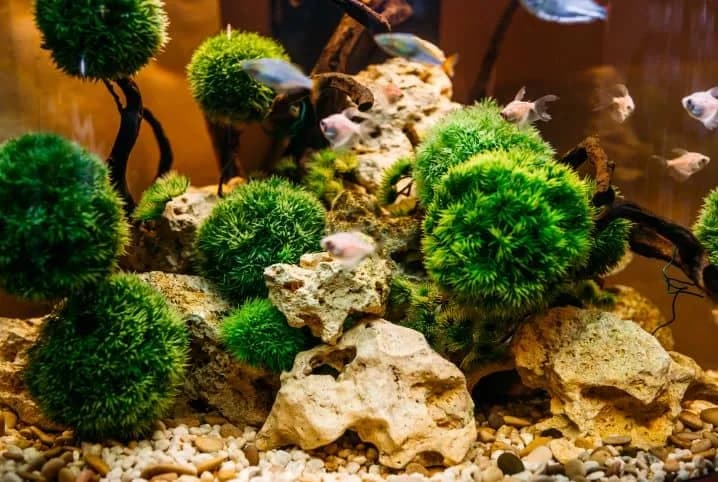 Plantas para Aquário