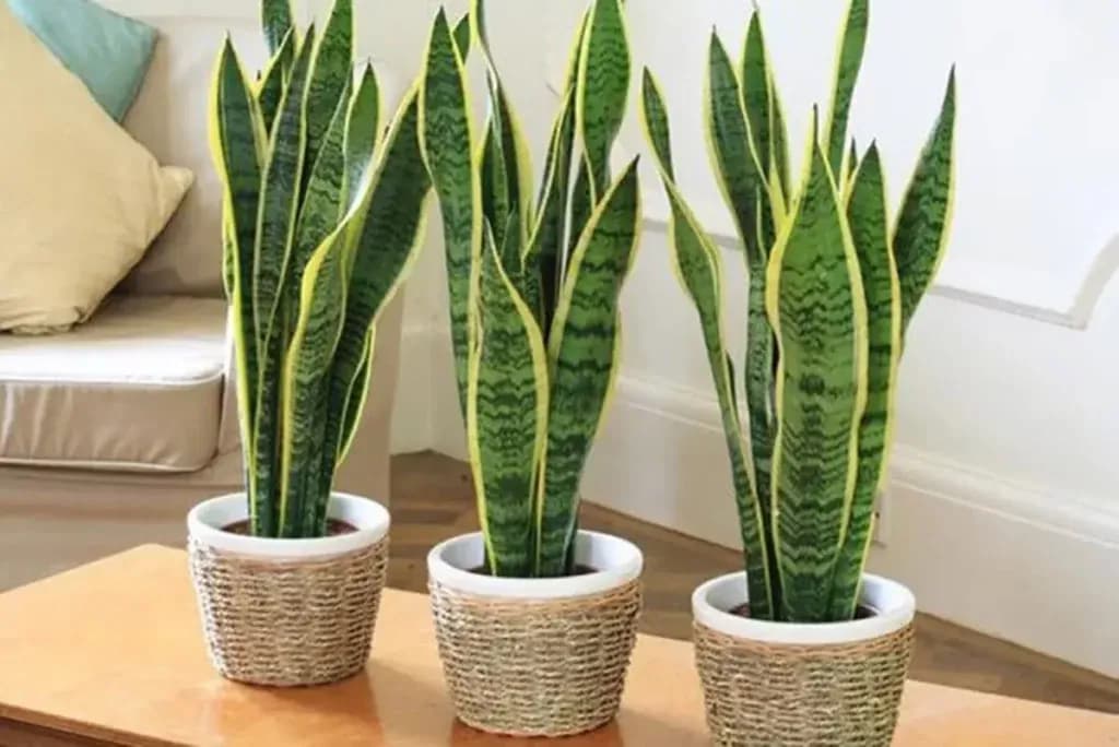 Plantas para dentro de casa