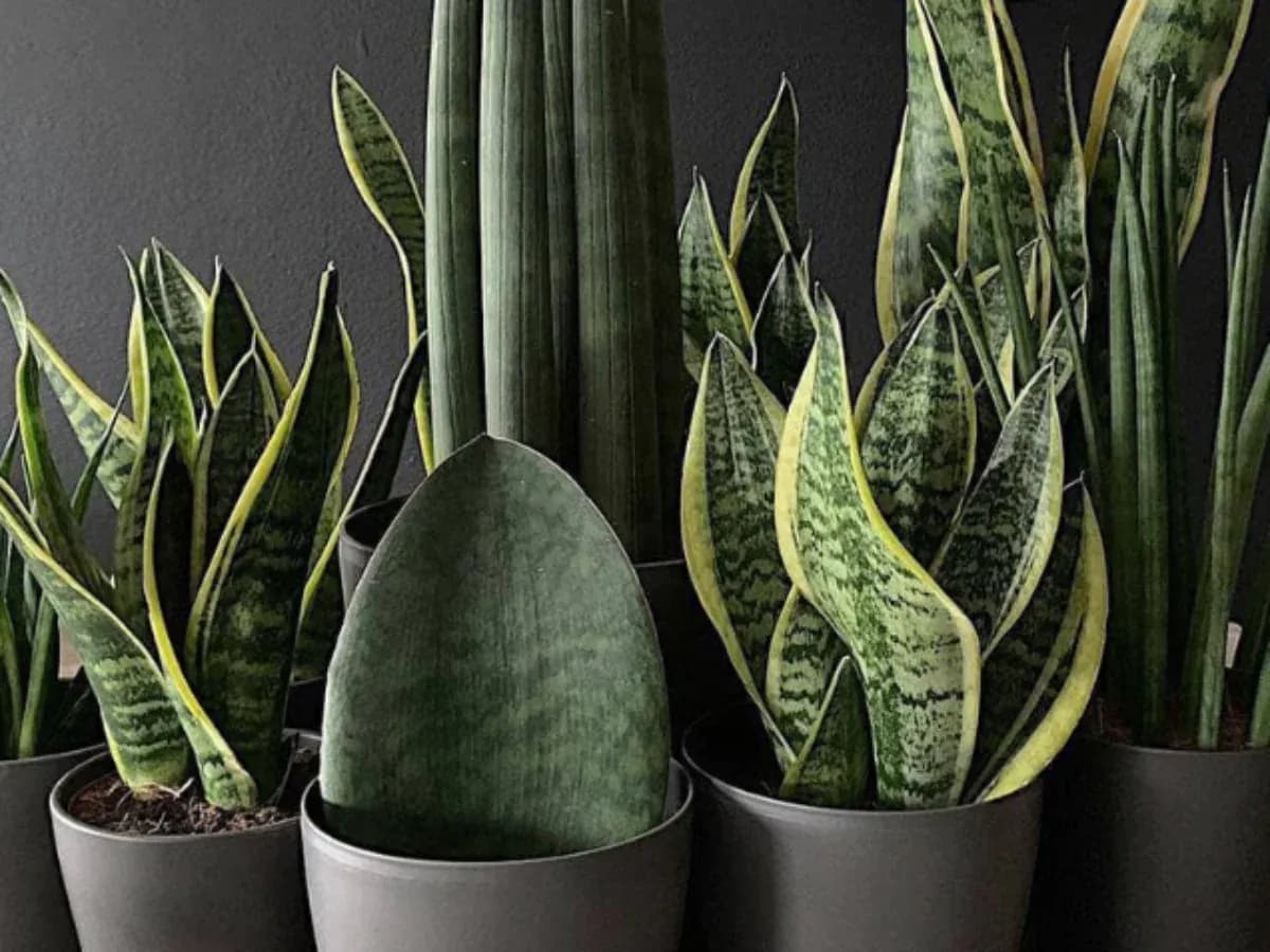 Plantas de Sombra